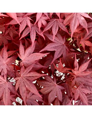 Japanse esdoorn | Acer pal. 'Brown Sugar'