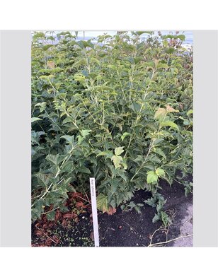 Roodnervige esdoorn  | Acer rufinerve