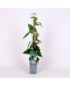 Kiwibes - Actinidia a. Bayern