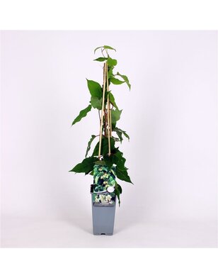 Kiwibes - Actinidia a. Bayern