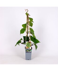 Kiwi- Actinidia d. Boskoop