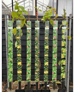 Kiwi - Actinidia d. Solissimo