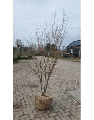 Japanse Zelkova | Zelkova serrata meerstammig