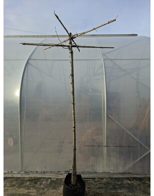 Daklinde |  Tilia dakboom