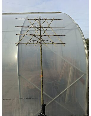 Leilinde | Tilia europea Pallida