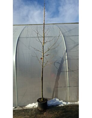 Tamme kastanje | Castanea Sativa