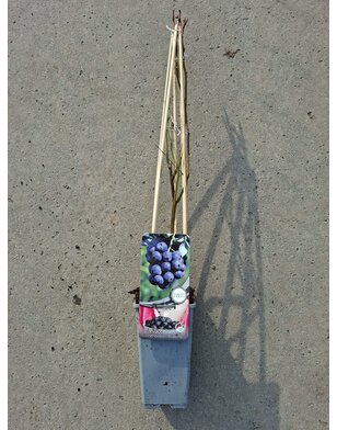 Blauwe bes | Vaccinium corymbosum Blue Crop