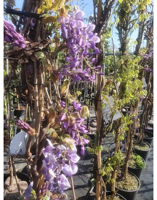 Blauwe regen | Wisteria sin. Golden King