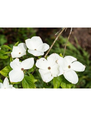 Kornoelje | Cornus kousa Eddy's White Wonder