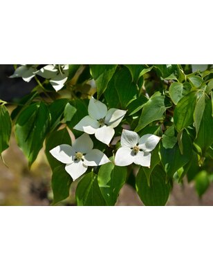 Kornoelje | Cornus kousa Eddy's White Wonder