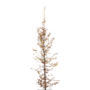 Acer camp. Fastigiatum | Zuilveldesdoorn