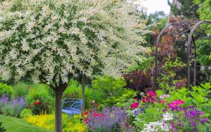Juni in de tuin: haal de zomer in je bol!