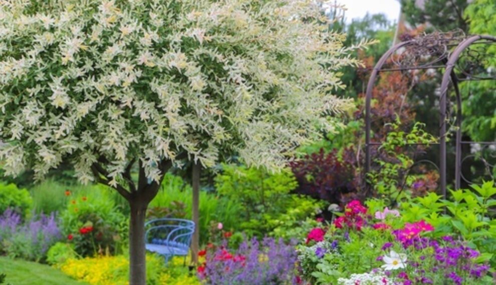 Juni in de tuin: haal de zomer in je bol!