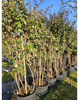 Olijfwilg |  Elaeagnus ebbingei Compacta