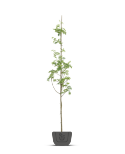 Styrax japonicus | Japanse storaxboom