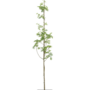 Styrax japonicus | Japanse storaxboom
