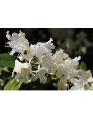 Weigela 'Bristol Snowflake'