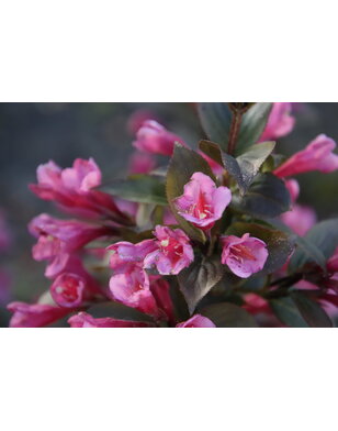 Weigela florida 'Alexandra' op stam