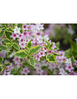 Weigela florida 'Monet'