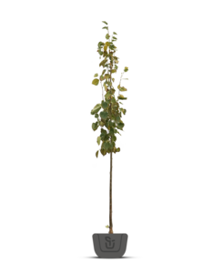 Zilverlinde | Tilia  tom. Brabant