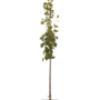 Zilverlinde | Tilia tom. Brabant