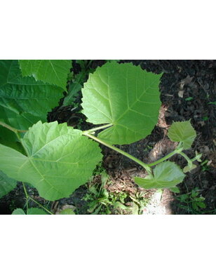 Zilverlinde | Tilia tom. Brabant