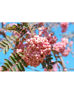 Lijsterbes op stam | Sorbus 'Pink Veil'