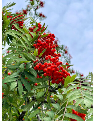 Lijsterbes op stam |  Sorbus 'Red Robin'