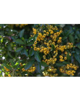 Gele Lijsterbes | Sorbus 'Sunshine'