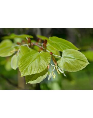 Zilverlinde | Tilia  tom. Brabant