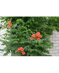 Trompetbloem - Campsis T. 'Ebony and Red'