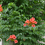 Trompetbloem - Campsis T. 'Orangeade'