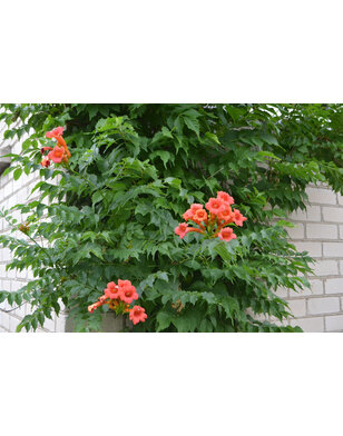 Trompetbloem - Campsis T. 'Jazz Gold'