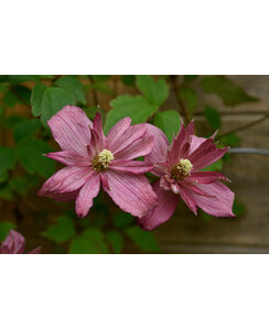 Bosrank - Clematis 'Comtesse de Bouchaud'