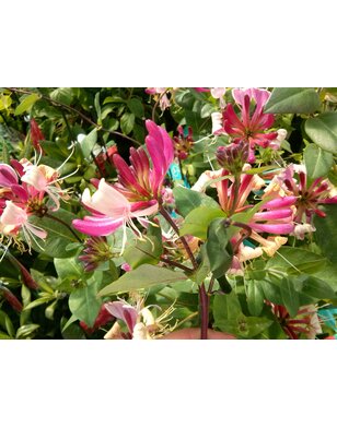 Trompetkamperfoelie | Lonicera semp. 'Cedar Lane'