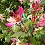 Trompetkamperfoelie | Lonicera semp. 'Cedar Lane'