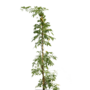 Klimplant | Passiflora graeca