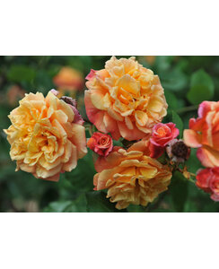 Klimroos | Rosa 'Golden Gate'