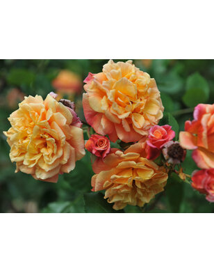 Klimroos | Rosa 'Golden Gate'