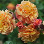 Klimroos | Rosa 'Golden Gate'