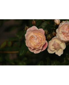 Klimroos | Rosa 'Newsflash'