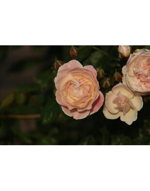 Klimroos | Rosa 'Newsflash'