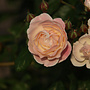 Klimroos | Rosa 'Newsflash'