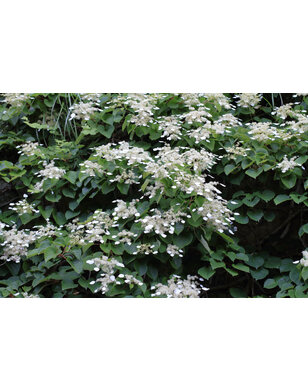 Japanse schijnhortensia | Schizophragma 'Snow Sensation'