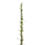 Sterjasmijn | Trachelospermum jasminoides