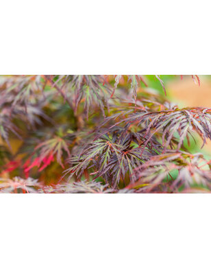 Japanse esdoorn | Acer pal. 'Dissectum Flavescens'