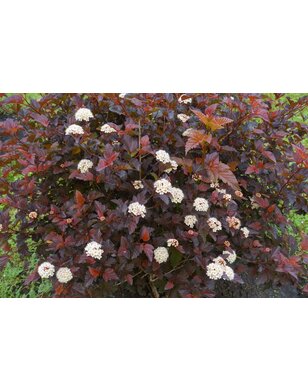 Physocarpus opulif. Diabolo op stam