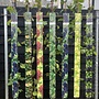 Witte druif | Vitis 'Muscaat of Alexandria'