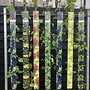 Rode druif | Vitis 'Siegerrebe'