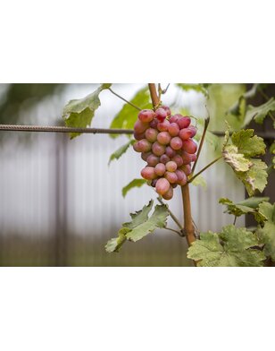 Rode druif | Vitis 'Siegerrebe'